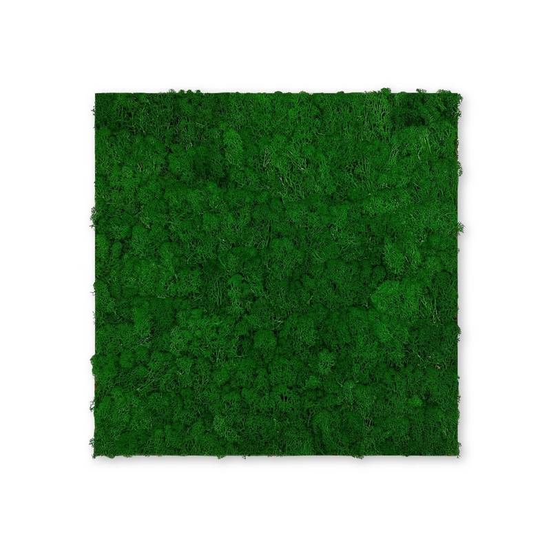 JANGAL Modular Wall Akustik Wandpaneel 520 x 520 x 40 mm Nature Green Moos Echtmoos Pflanzenwand
