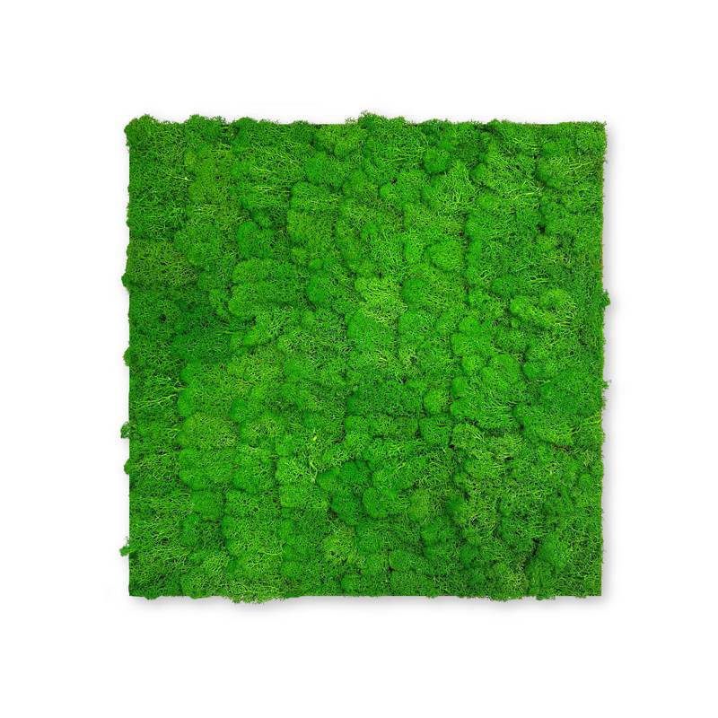 JANGAL Modular Wall Akustik Wandpaneel 520 x 520 x 40 mm Rich Green Moos Echtmoos Pflanzenwand
